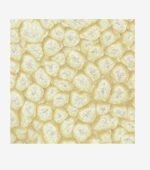 ΣΜΑΛΤΟ (ENAMEL) FANTASY PRISME Eggshell White 45ml PEBEO - Image 2