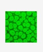 ΣΜΑΛΤΟ (ENAMEL) FANTASY PRISME Fluo Green 45ml PEBEO - Image 2