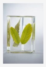 ΡΗΤΙΝΗ ΥΓΡΟ ΓΥΑΛΙ 50% bio 750ml GEDEO PEBEO BIO - Image 2